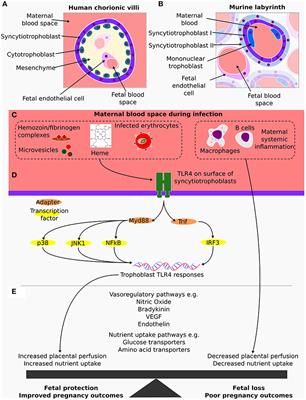 Maternal-Fetal Conflict During Infection: Lessons From a Mouse Model of Placental Malaria